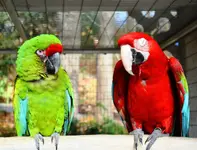 parrot e.webp