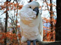 parrot f.webp