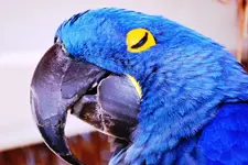 Parrot a.webp