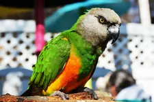 parrot b.webp