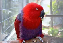 parrot d.webp