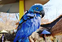 parrot 2.webp