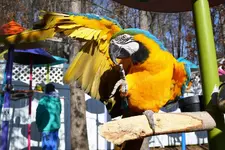Parrot 1.webp