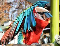 parrot 3.webp