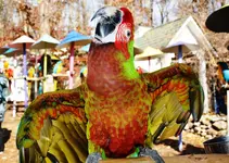 parrot 4.webp