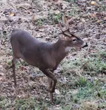 deer1.webp