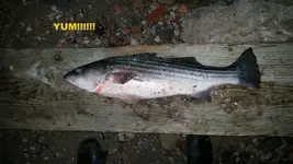 Striper.webp Striper.webp