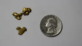 Gold Guggets.webp