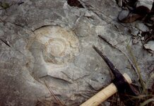 ammonite_fossil.jpg