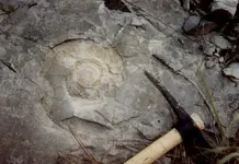 ammonite_fossil.webp