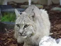 Bobcat_image004.webp
