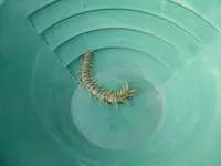 centipede.webp