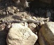 rattler.webp