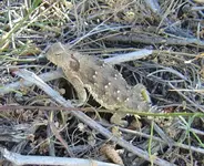lizard .webp