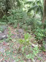 received_823032811086365.webp