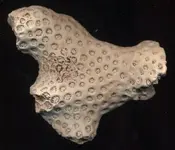 coral.webp