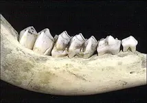deerteeth.webp