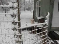 Tee loves the snow 005.webp