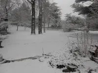 Tee loves the snow 003.webp