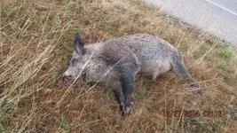 big pig 001.webp