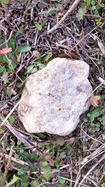 Rock (Scalloped) 1.jpg