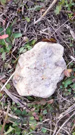 Rock (Scalloped) 1.webp