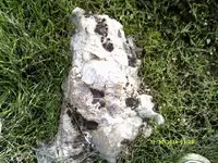 DSCF0706.webp