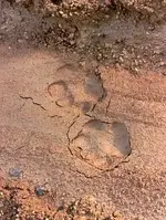 lion tracks.webp