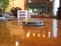 new camra 1433.webp