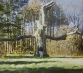 oak tree (1).webp