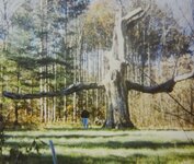 oak tree 2.JPG
