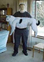 cat huge.jpg