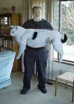 cat huge.webp