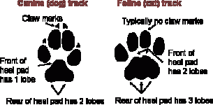 Canid_vs_Felid_Tracks_164596_7.gif Canid_vs_Felid_Tracks_164596_7.gif