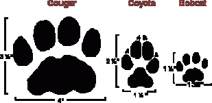 Cougar_coyote_bobcat_Tracks_164598_7.gif Cougar_coyote_bobcat_Tracks_164598_7.gif