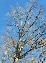 carolina blue sky.webp