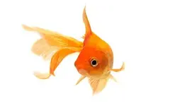 fish_1396516a.webp fish_1396516a.webp