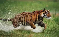 bengaltiger_1459853a.webp