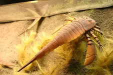 eurypterid_sea_scorpion_ryan_somma_cc_wiki.webp eurypterid_sea_scorpion_ryan_somma_cc_wiki.webp