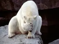 face-palm.webp