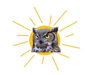 owl and rising sun.jpg