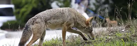 coyote digging.webp
