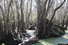 o-TAMPABIGFOOTORIGINAL-570.webp