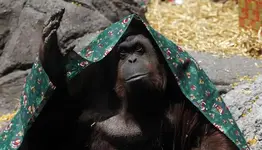 2014-12-21T212508Z_1713900982_GM1EACM0EX701_RTRMADP_3_ARGENTINA-ORANGUTAN.webp