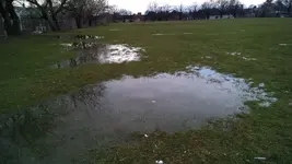 swamp.webp