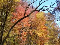 100_0117 (Small).webp