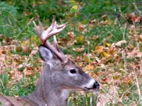 8 pt.webp
