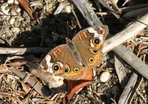 Buckeye2reduced.webp