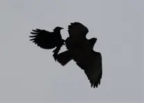 shadow attack (Large).webp