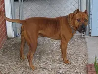 herc2.webp
